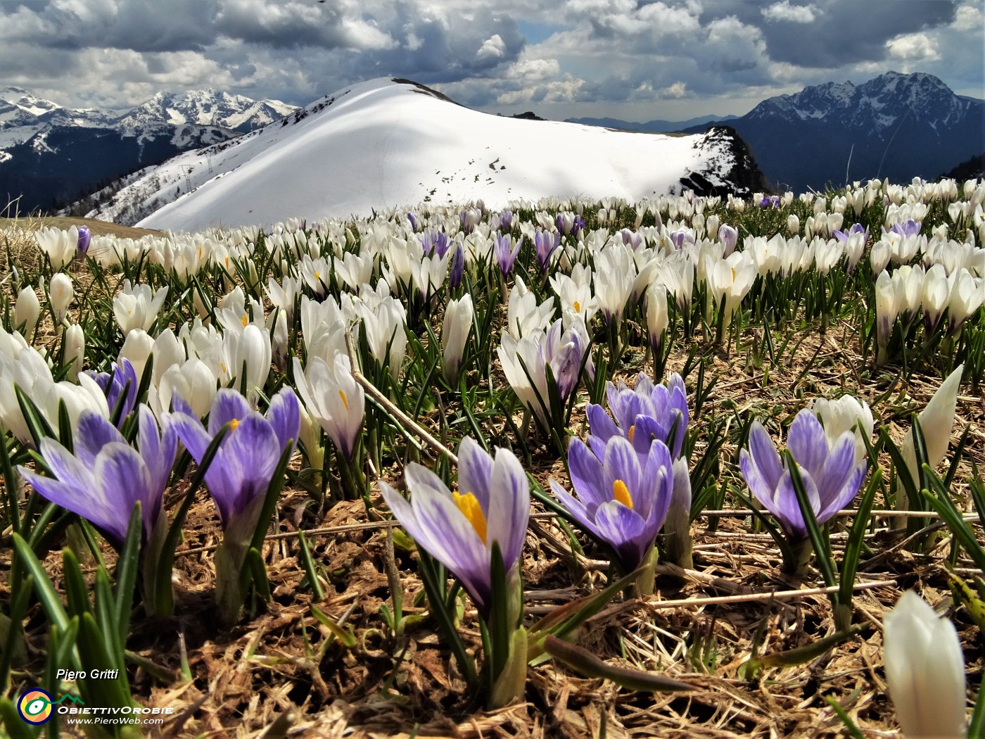 71 Distese di Crocus vernus bianchi e violetti con vista verso il bianco Montu che vado a salire per la prima volta .JPG